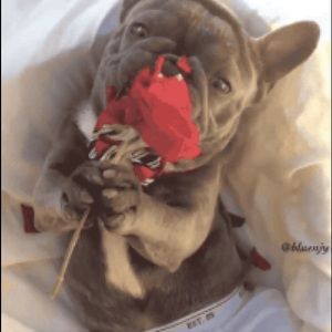 Meet your Posher, Peeasha